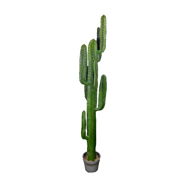 Large cactus green